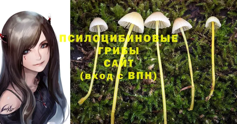 что такое наркотик  Озёры  Псилоцибиновые грибы Cubensis 